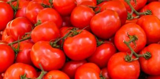 dieta sokiem pomidorowym