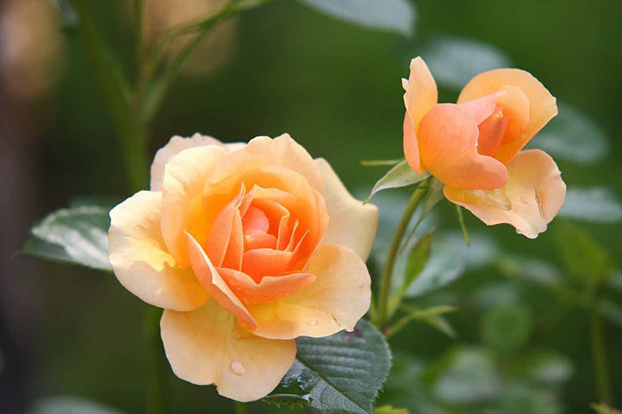 Róże - kiedy i jak sadzić, aby uzyskać optymalne efekty?