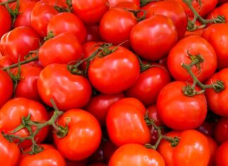 dieta sokiem pomidorowym