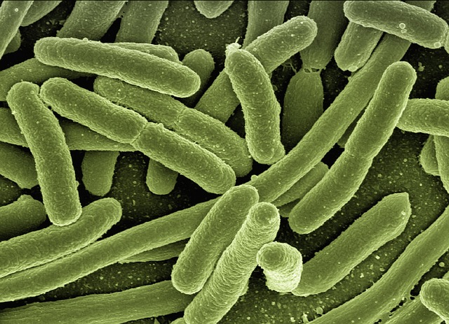 Po co wrzuca się bakterie do szamba?