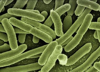 Czy bakterie do przydomowej oczyszczalni można mieszać?